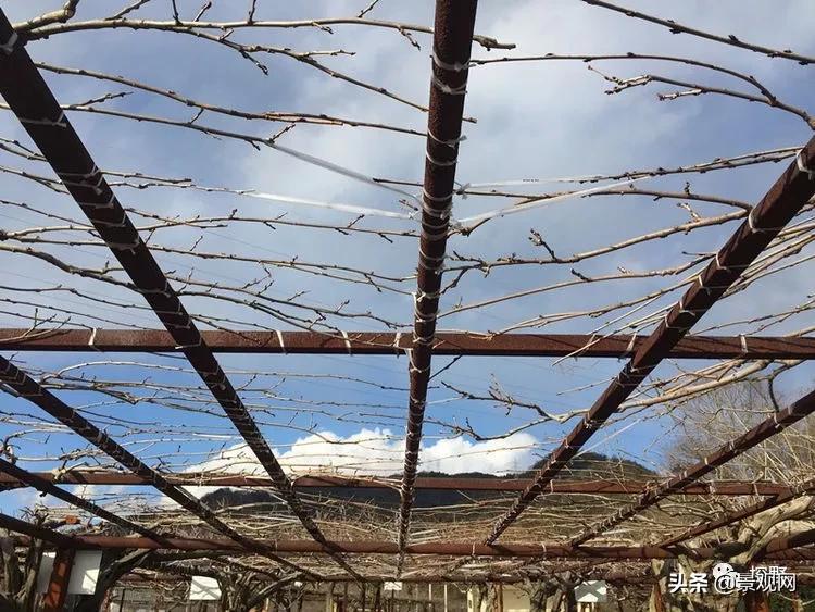 最美紫藤花动态,紫藤几年修剪一次怎么修剪的