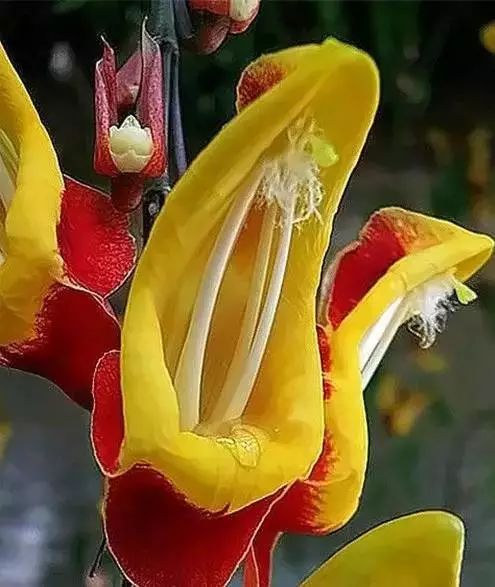 世界顶级奇花异卉,最美奇花异卉