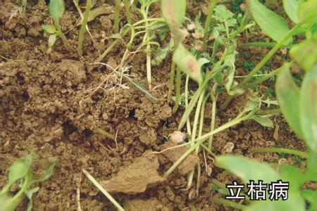 辣椒苗根部长白霉点是什么原因,辣椒茎杆腐烂并长白霉是什么病