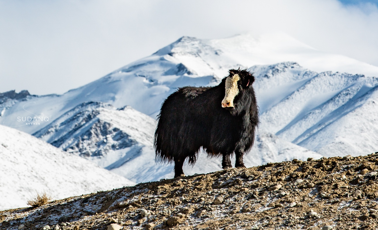 疆内哪里好玩风景好,疆内好玩的地方推荐
