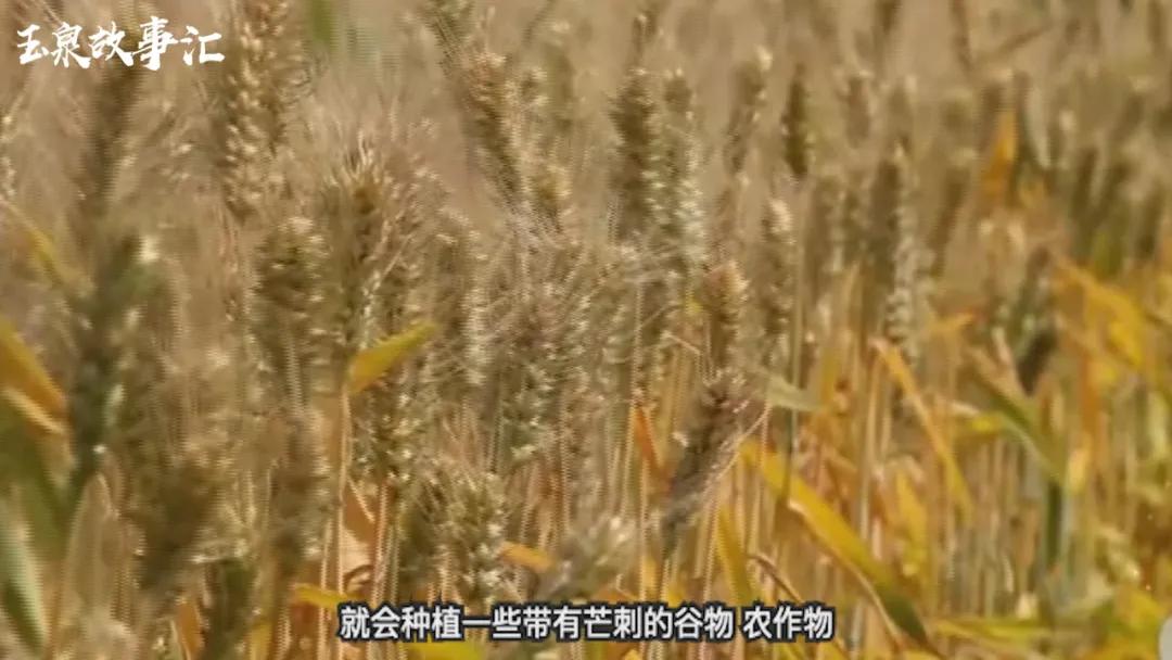 玉泉故事汇|又到芒种时节，呼市人都熟悉的这个“芒刺”农作物来头真不小