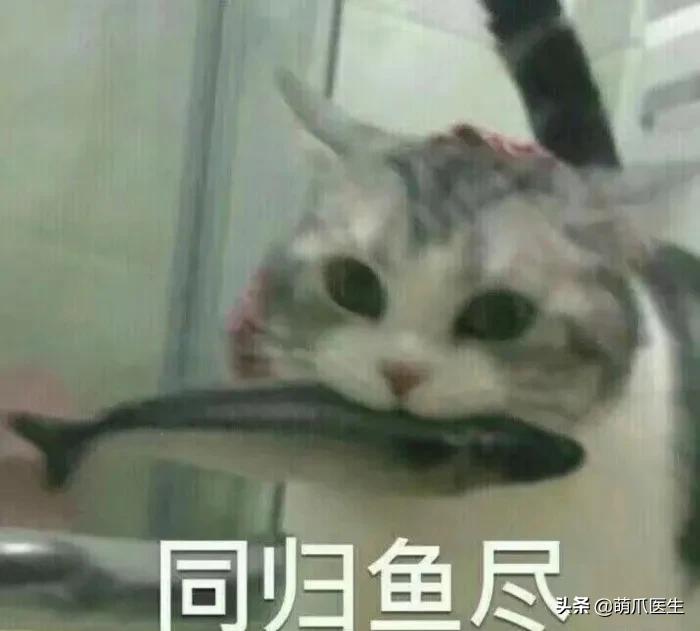 猫拉完屎还满屋疯跑？铲屎官：想当场自杀