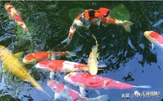 锦鲤休克水温差,锦鲤奄奄一息间歇性抽搐怎么救活