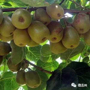 十大特色扶贫产品,第十七批全国扶贫产品名录