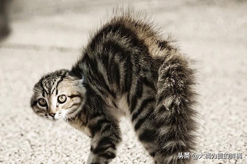 猫咪翘起屁股什么意思,猫咪翘着屁股睡觉啥意思