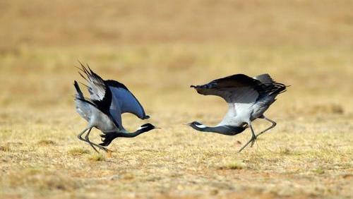 高空捉虫，水下捕鱼，还能看到紫外线，鸟类的眼睛里藏着什么秘密