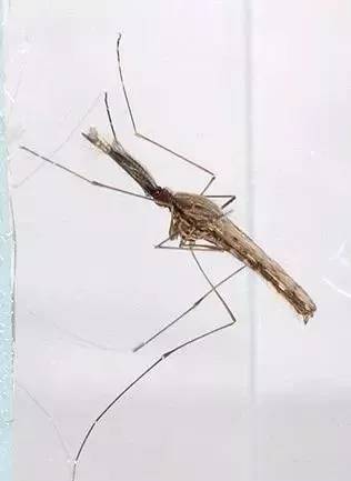 4款家用灭蚊灯测评高效灭蚊灯,灭蚊灯比较