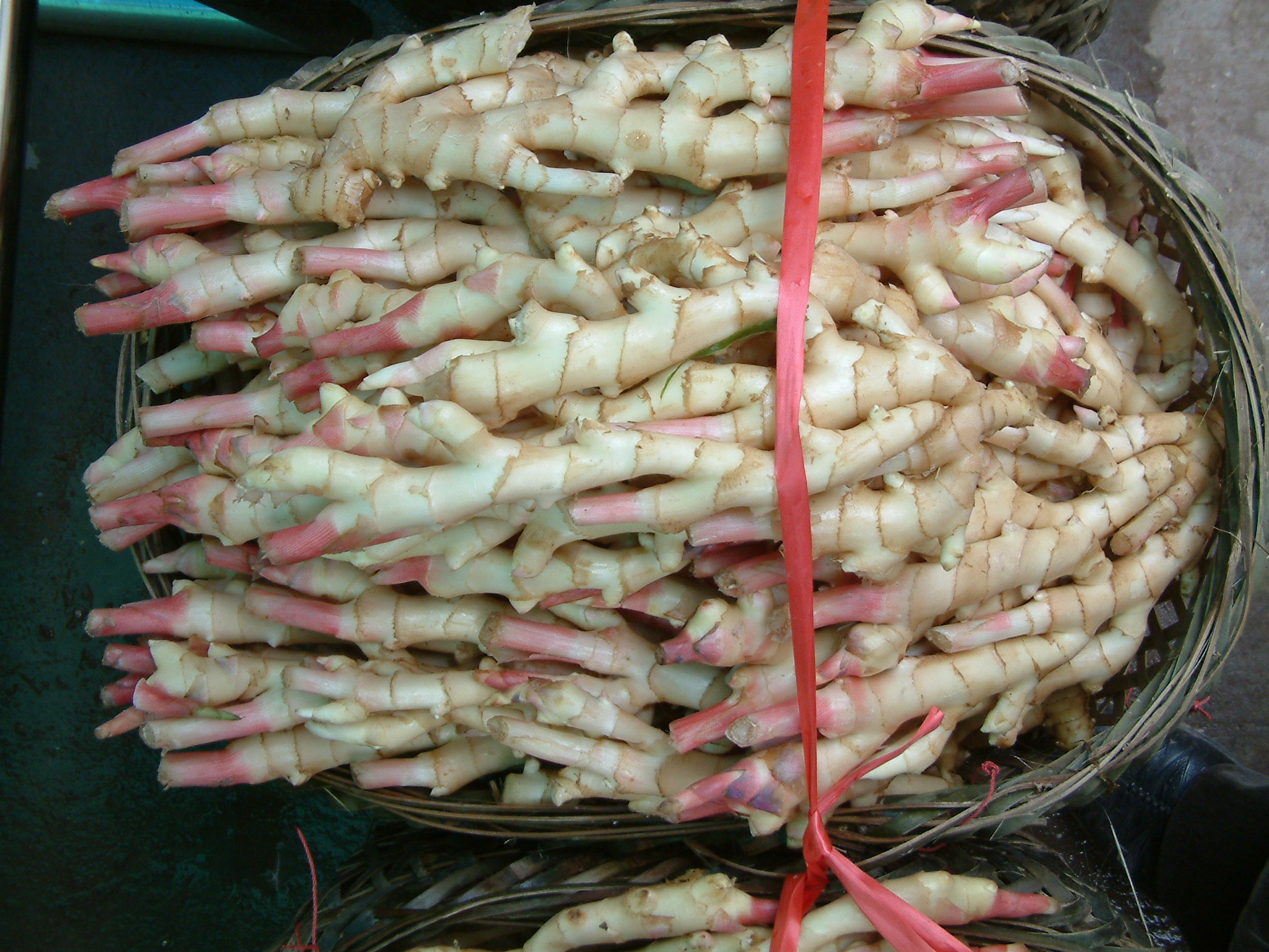 撬窝种植生姜,姜窝种植技术视频