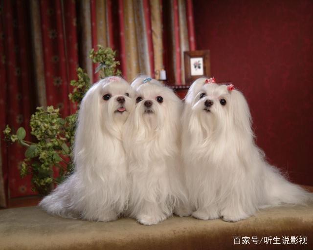 双鱼座狗狗性格特点,狗狗性格特点分析