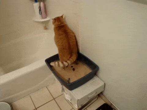 猫猫为什么在猫砂盆里只尿不便便,猫猫拉便便天天在猫砂盆外