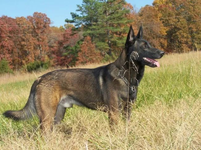 云南警犬昆明犬,央视昆明犬