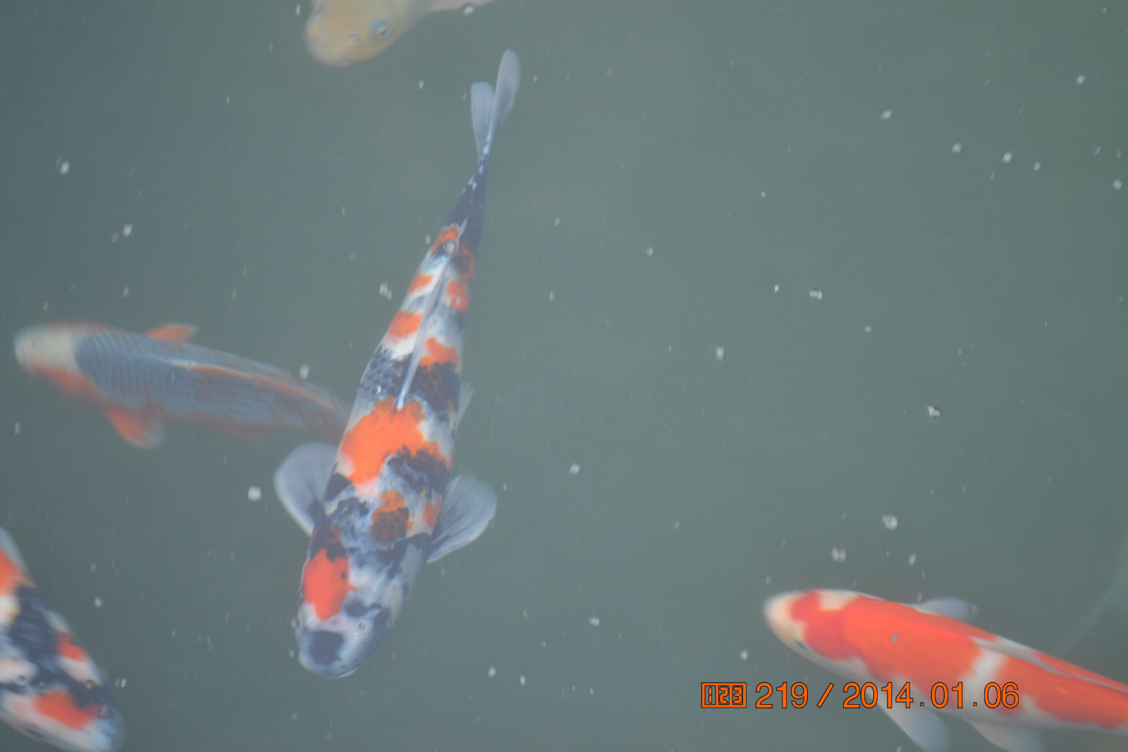 锦鲤池养殖方法图解,锦鲤繁殖全过程纪录片