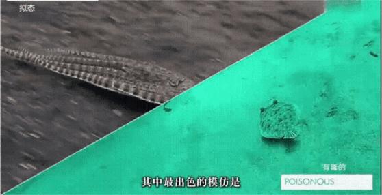 顶级伪装大师拟态章鱼,拟态章鱼科幻般伪装全过程