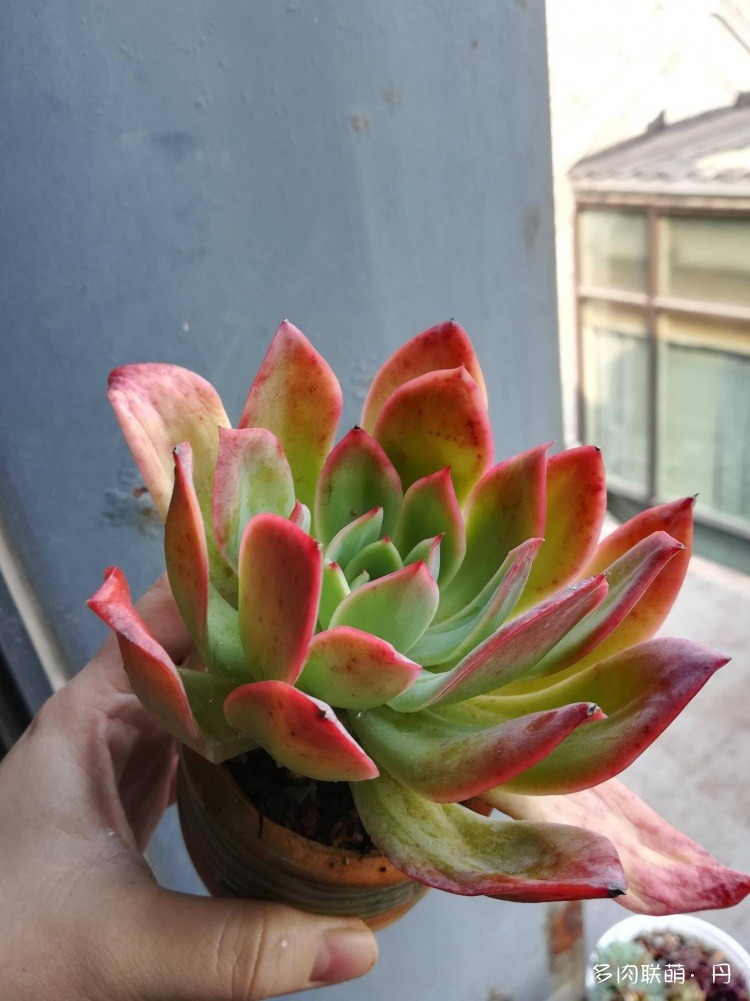 多肉长大了越来越好看,服盆期多肉变小