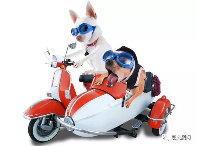 小狗怕坐摩托车怎么办,狗狗不肯坐摩托车怎么办