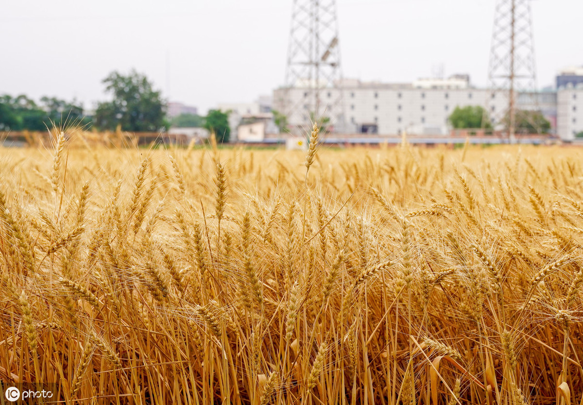 关于小麦上的锈病，你了解哪些知识？