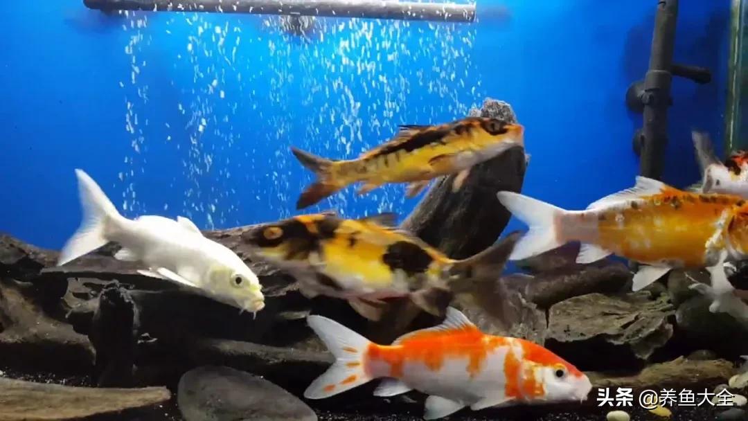 没有梦想的鱼类,新池锦鲤养水正确方法