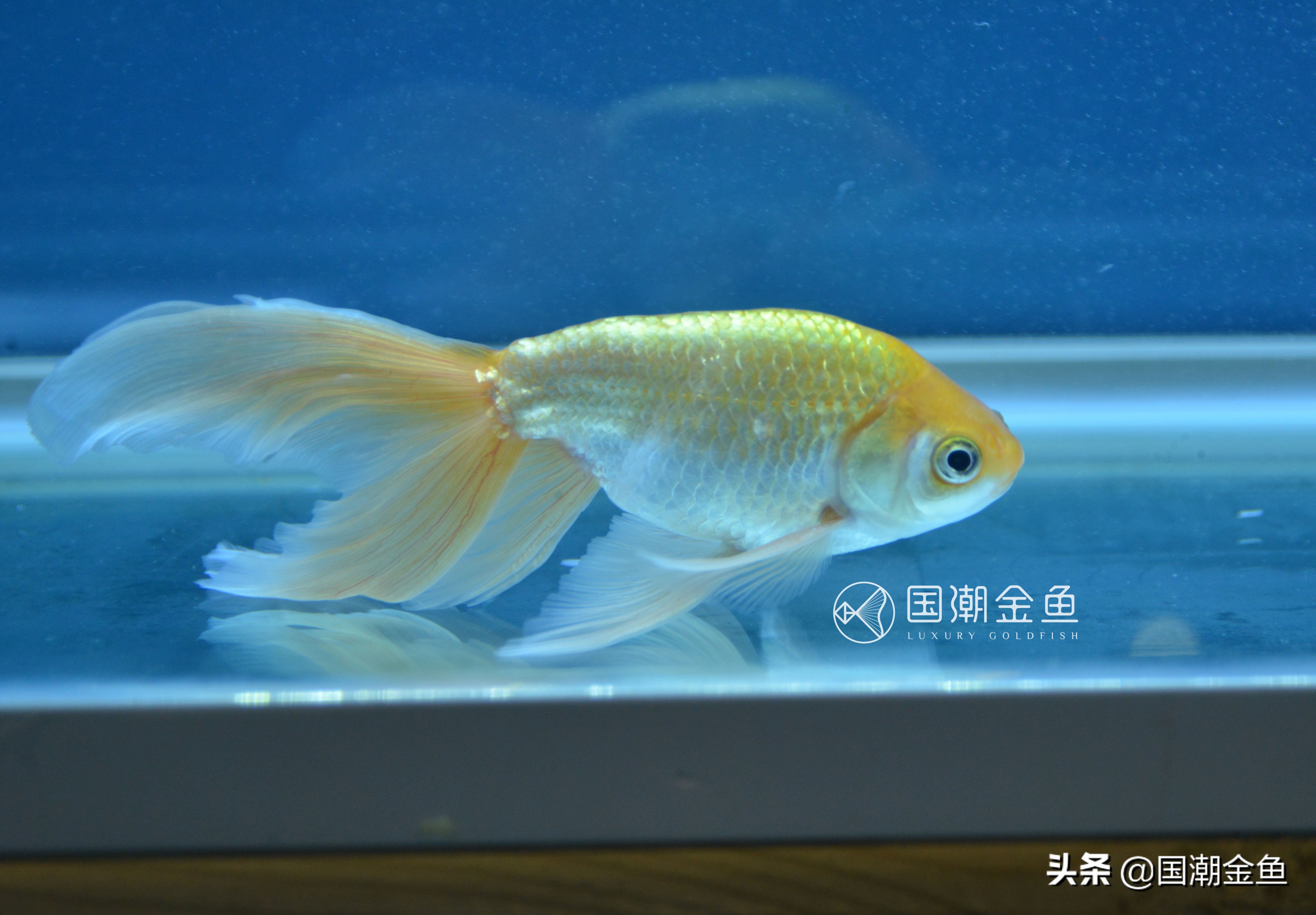 最理想的适合新手养殖的金鱼品种,有哪些特别适合新手养的金鱼品种