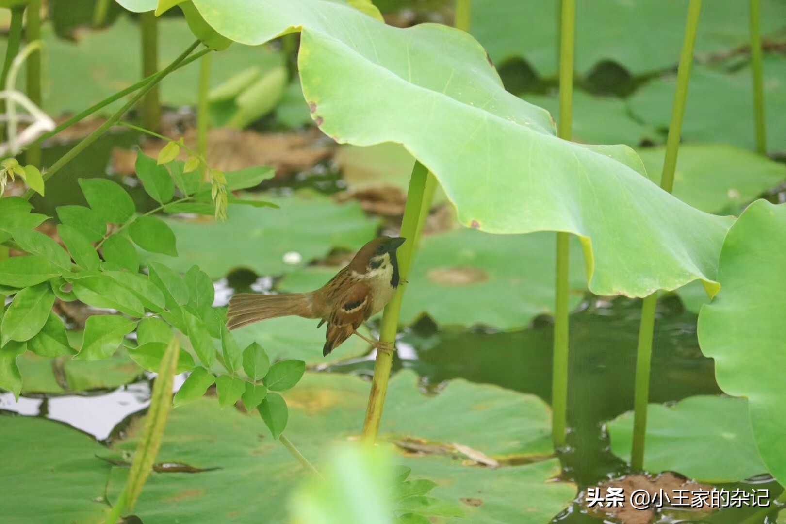 国际爱鸟日天桥岭,国际爱鸟日