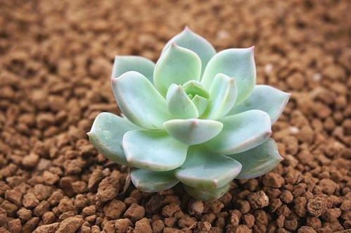 白牡丹最漂亮的多肉,皮实莲花多肉