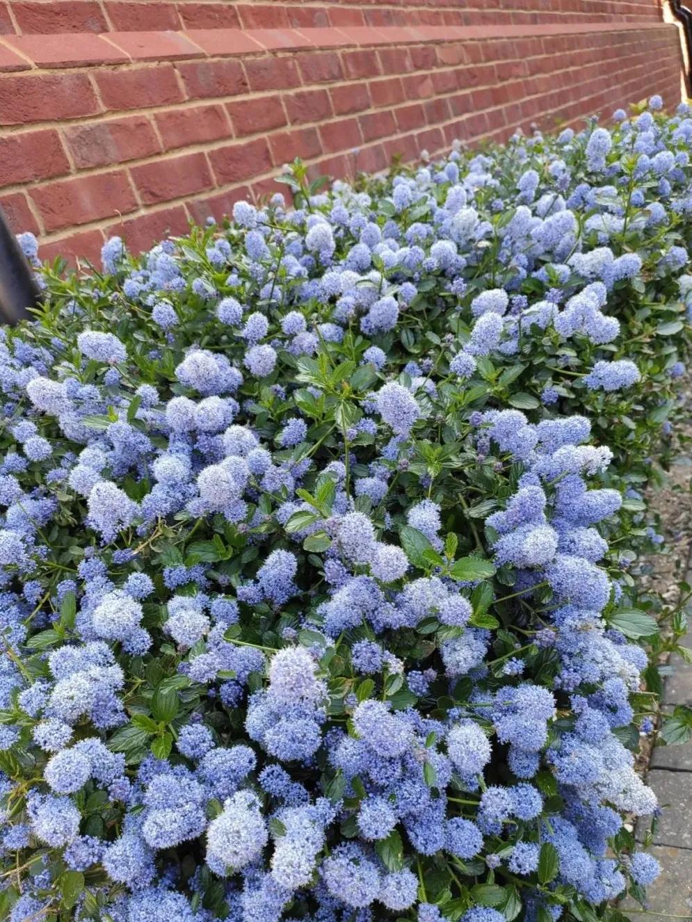 美洲茶寓意是什么,美洲茶蓝色海洋