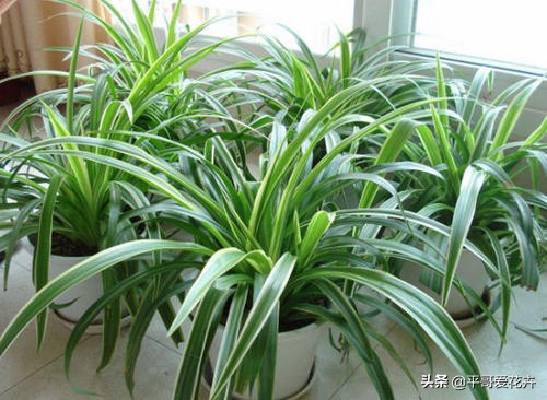 金边吊兰叶尖发黑怎么回事,油画吊兰叶尖发枯发黑是怎么回事