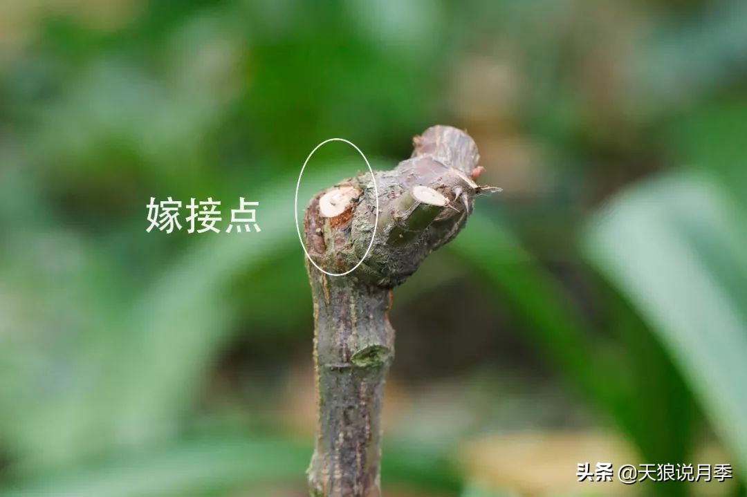 月季偏冠怎么修剪,树月季侧芽怎么补救