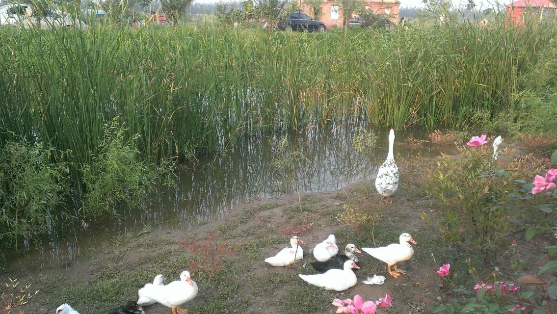 曹县魏湾镇各村姓氏分布,曹县魏湾地名