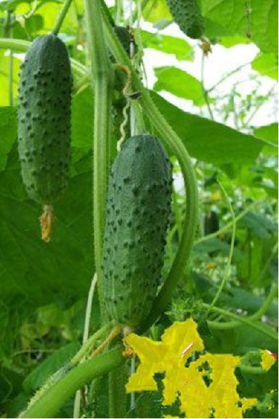 黄瓜怎样施肥才能丰产,最丰产的黄瓜品种