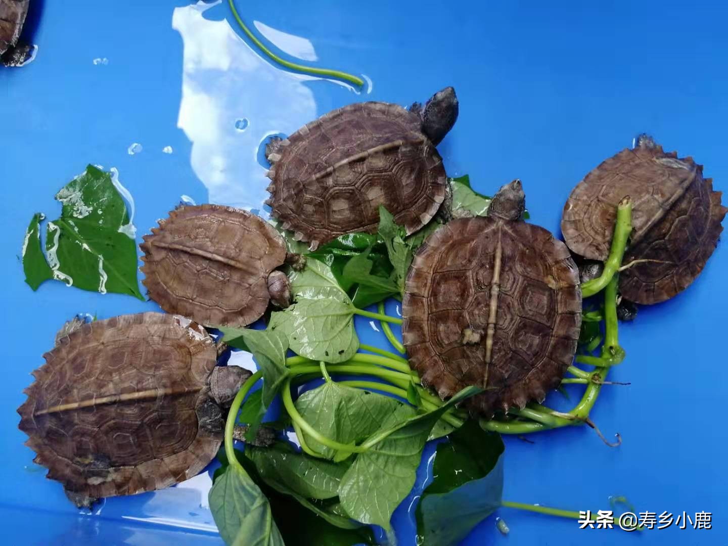 养殖水龟，如何做好日常管理工作降低水龟患水霉病的风险？