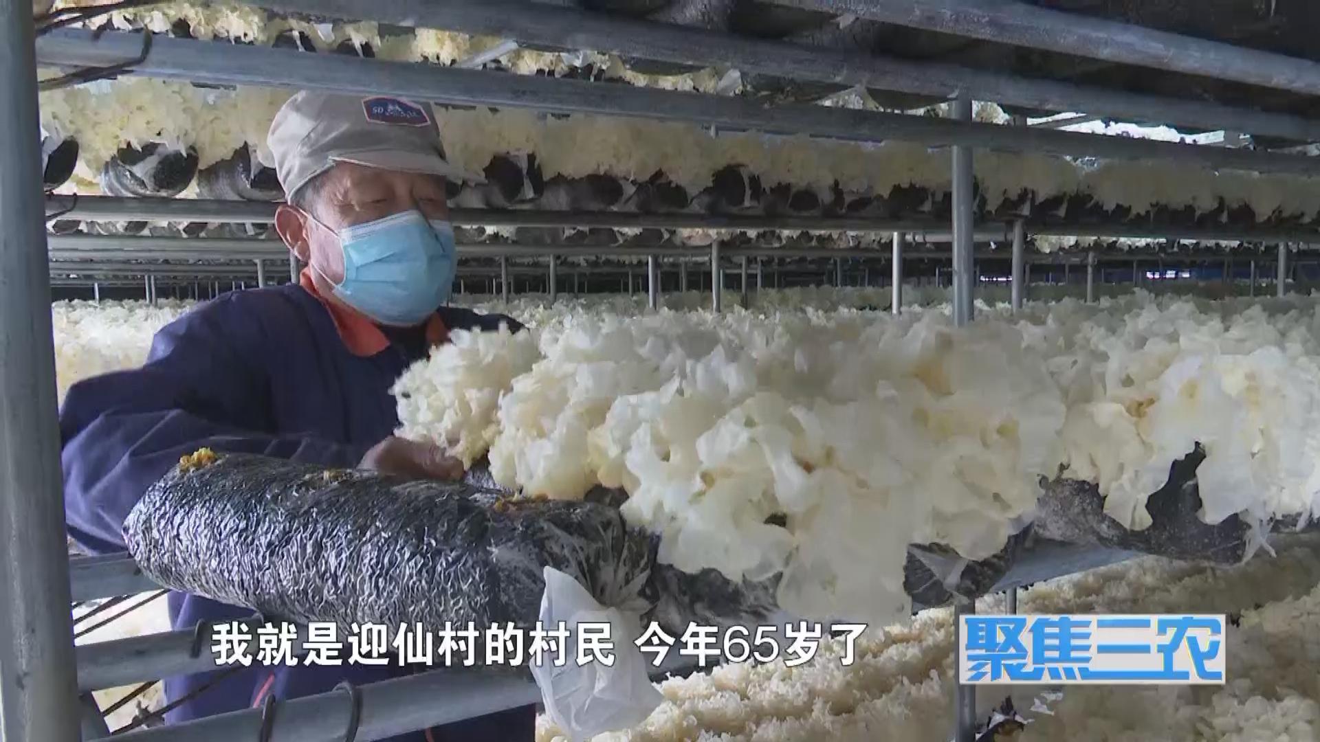 聚焦三农种植蔬菜致富,福建古田银耳栽培致富事例