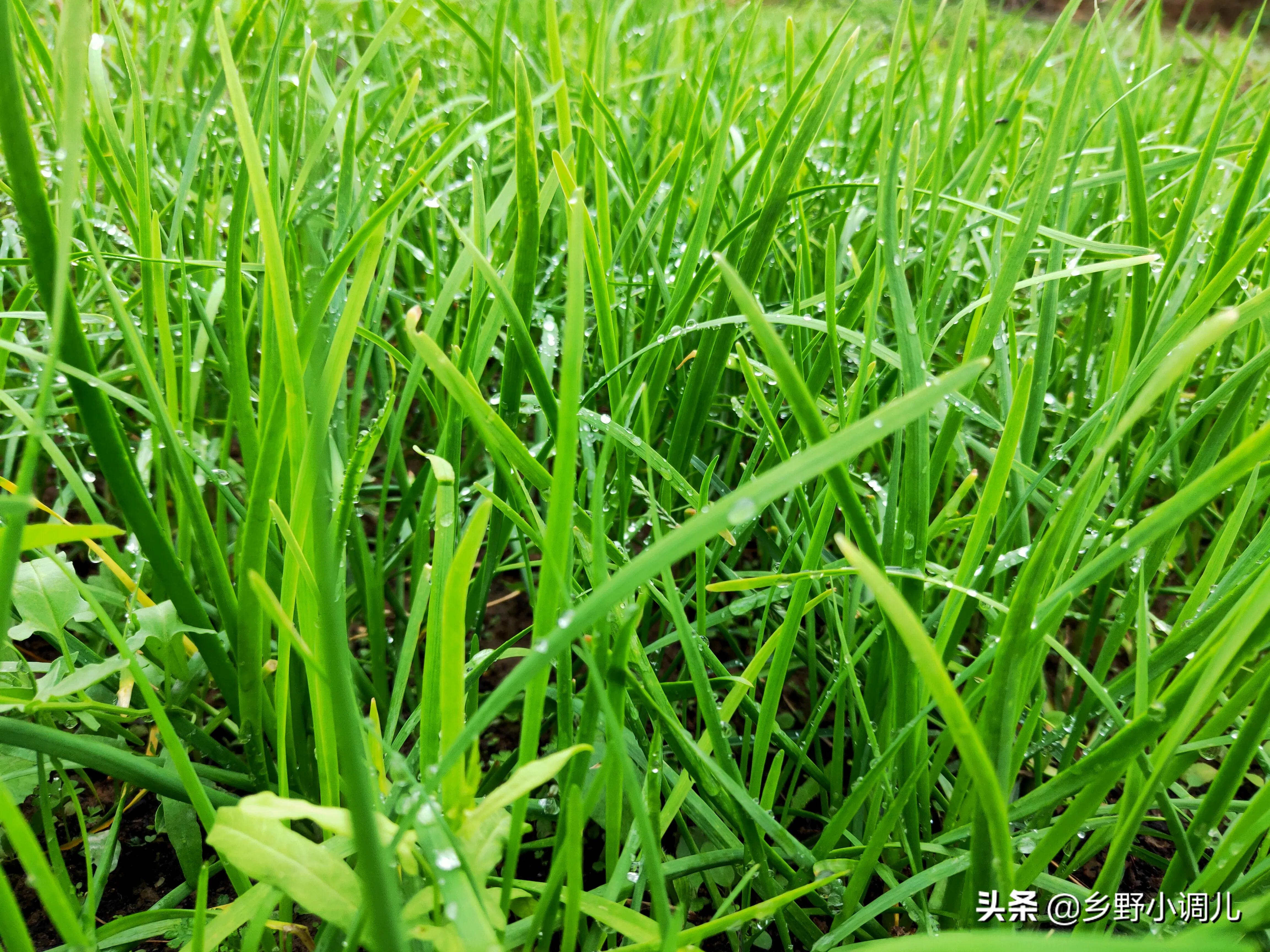 韭菜割完怎么管理,韭菜割了以后怎么管理