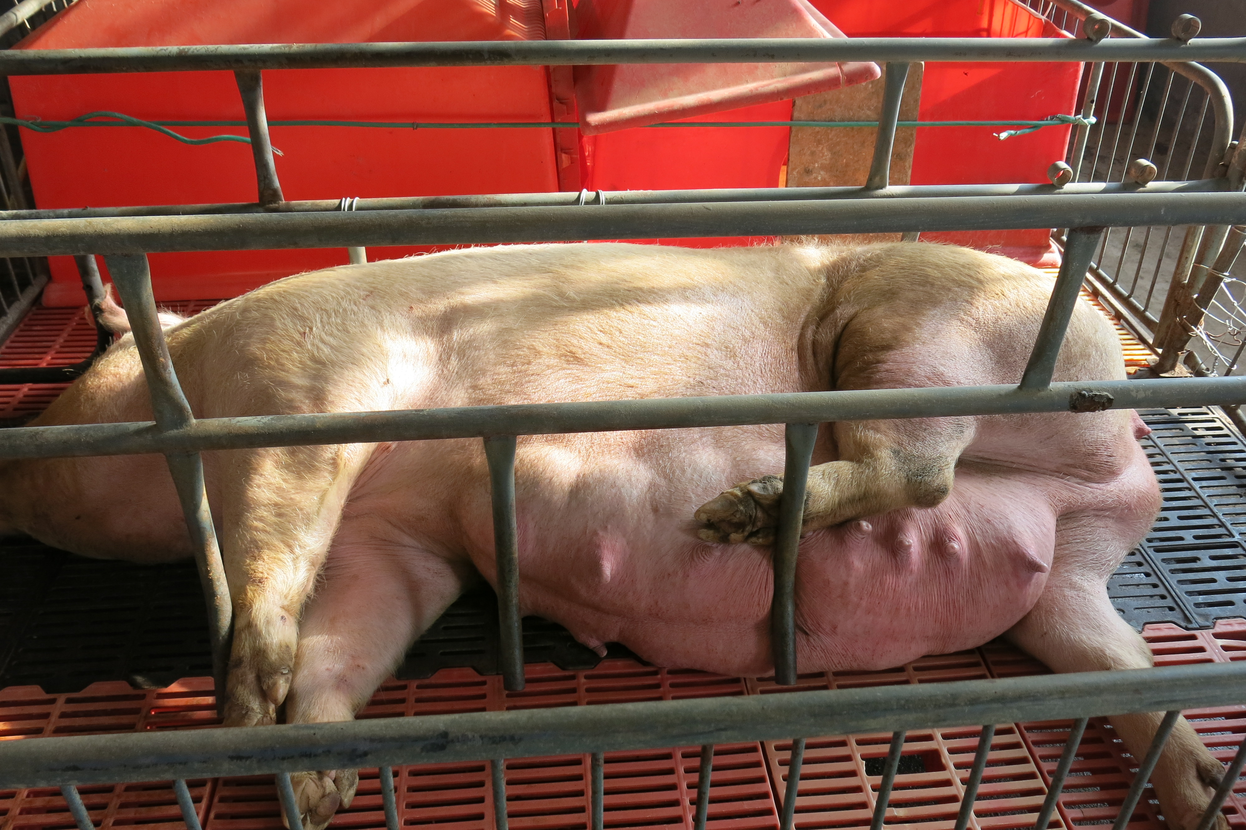 泌乳方法,泌乳的手法