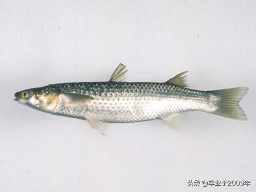 辽宁常见的鱼有哪些,辽宁沿海常见鱼