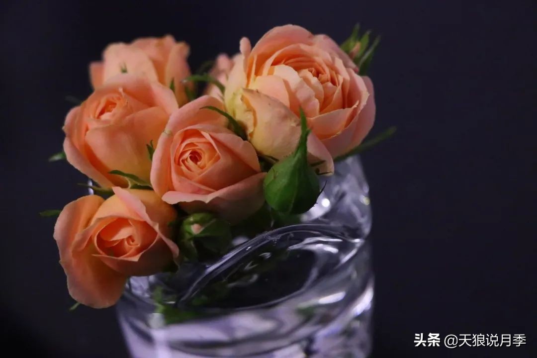 月季春季第一波花要不要剪,月季春季第一波花开后嫁接