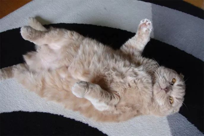 猫咪肠胃不好时可以吃的猫粮,猫咪肠胃有问题治疗需要花费多少