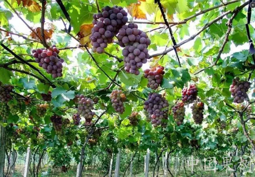 巨峰葡萄控旺技术视频,巨峰葡萄栽培管理技术