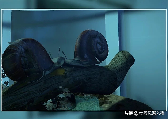 如何养在外捡的很小的蜗牛,如何养蜗牛蜗牛吃什么