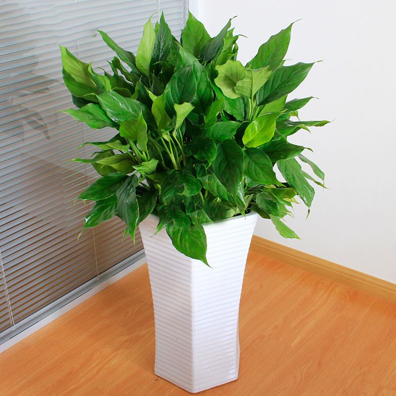 不经常浇水还去除甲醛的盆栽,什么植物去除甲醛还好养大盆