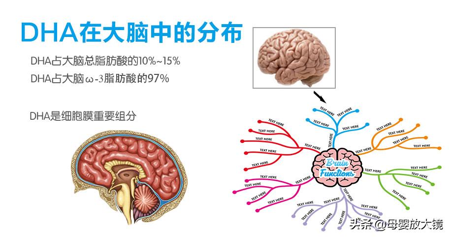自闭症菌群失调治疗,自闭症孩子营养干预
