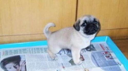 怎么训练狗狗定点大小便室内,训练狗狗定点大小便室内