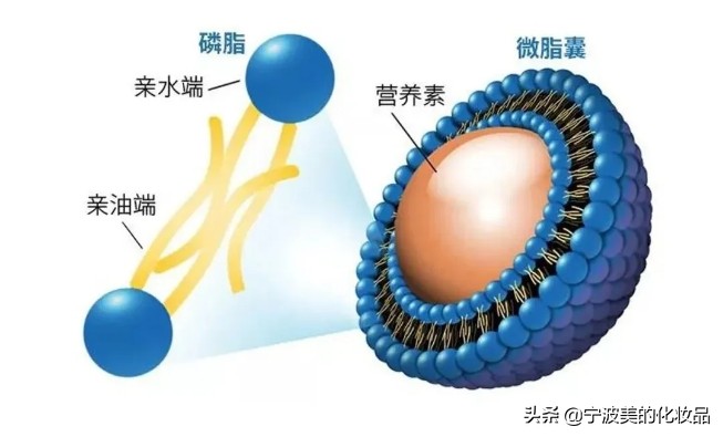 护肤品中关于各种肽的认知,肽类护肤品主要功效是什么
