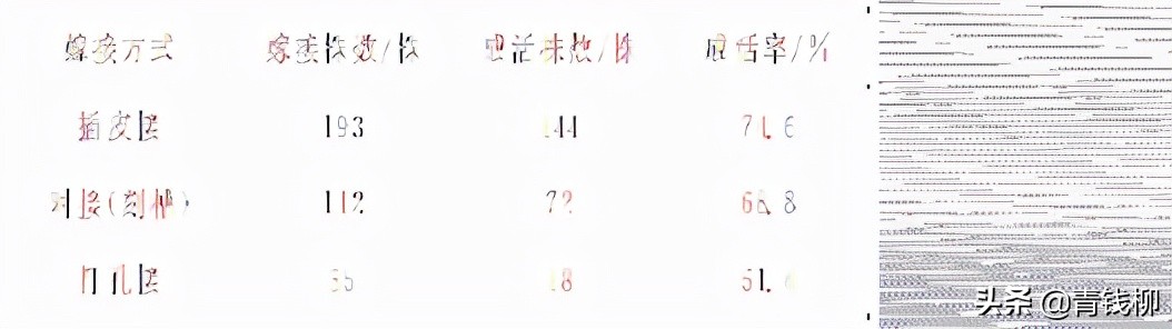 蓝杉种植技术视频教程,蓝杉用什么盆种