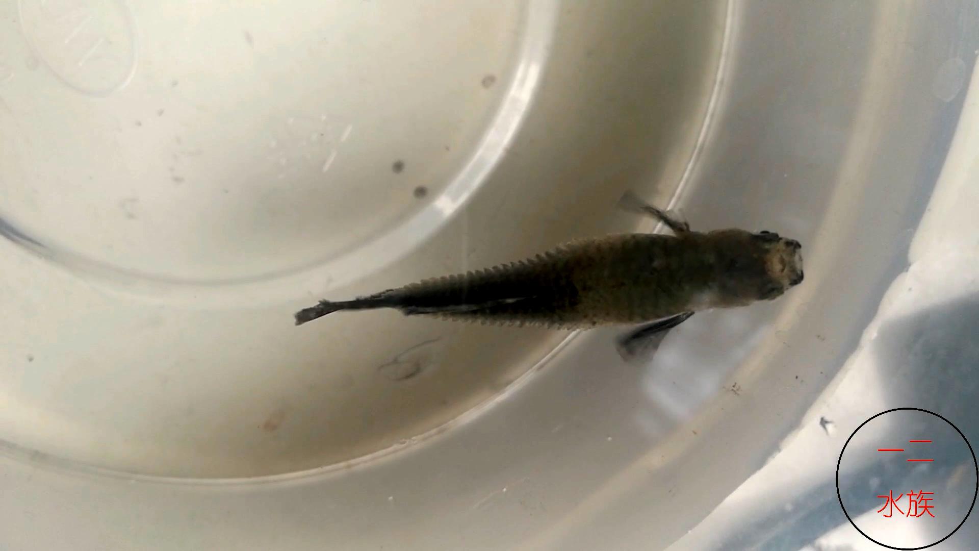 孔雀鱼爆了一点鳞,孔雀鱼爆鳞自己能恢复吗