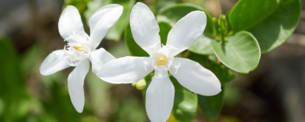 九里香怎样繁殖扦插,九里香开完花怎么修剪