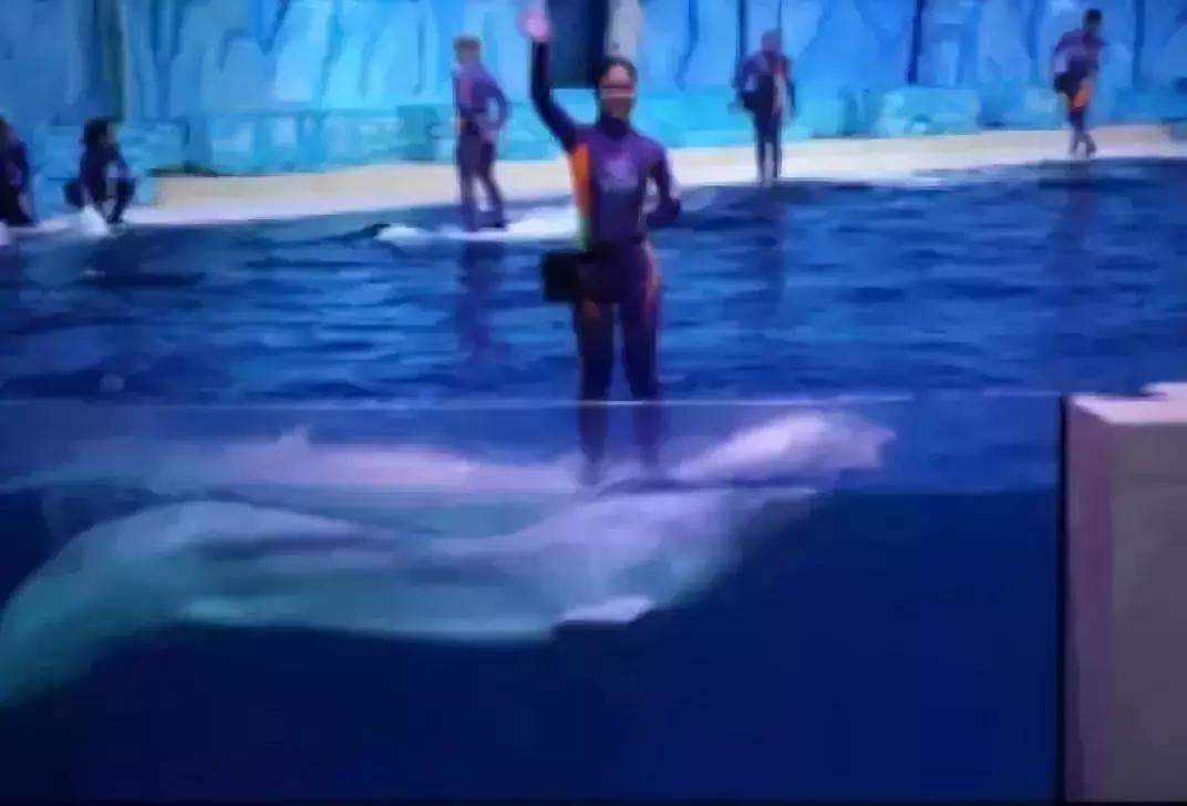 难得一见海洋动物表演,看不完的海洋动物和表演