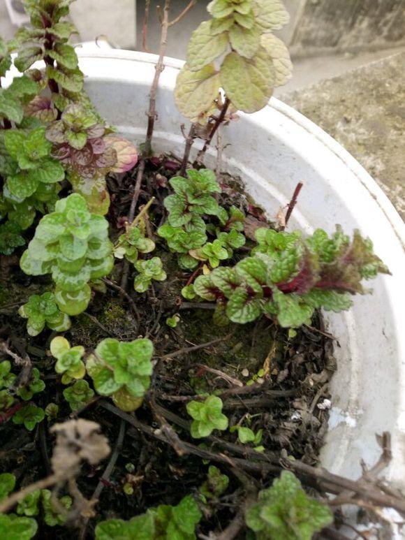 水养薄荷发黄发蔫用什么办法,薄荷水培生根前发蔫