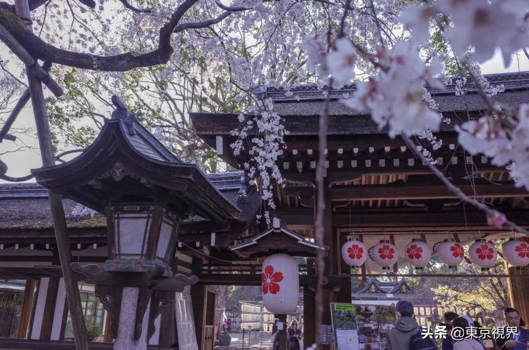 我在京都,攒下一整个春日的绝美樱色送给你。