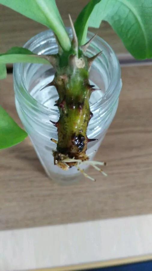 塑料瓶绑在月季上能生根吗视频,水扦插适应哪些花卉