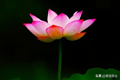 古今贤文劝学篇朗读,古今贤文增广贤文全文解读